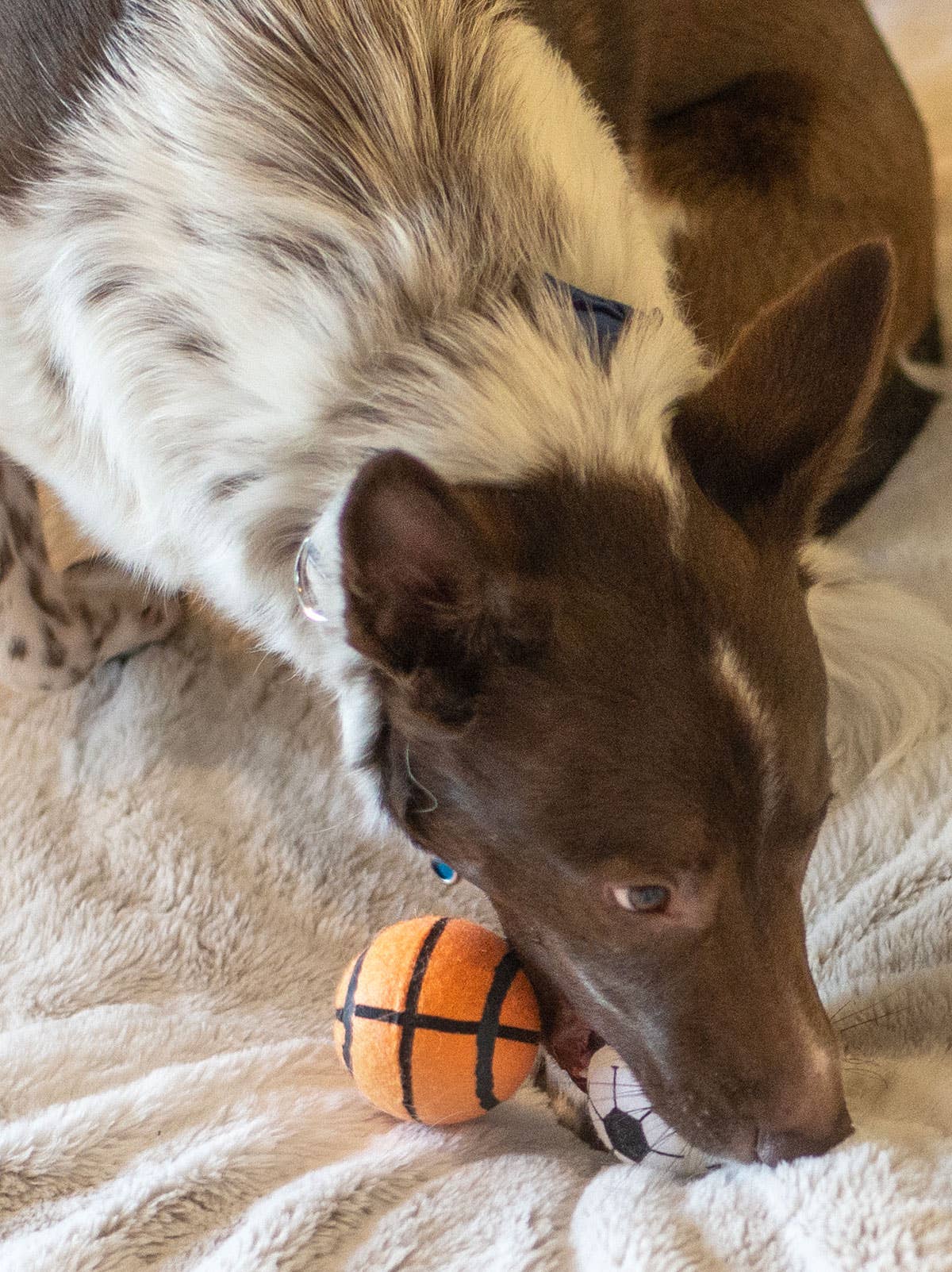 Tennis Ball Baseball/Basketball/Soccer