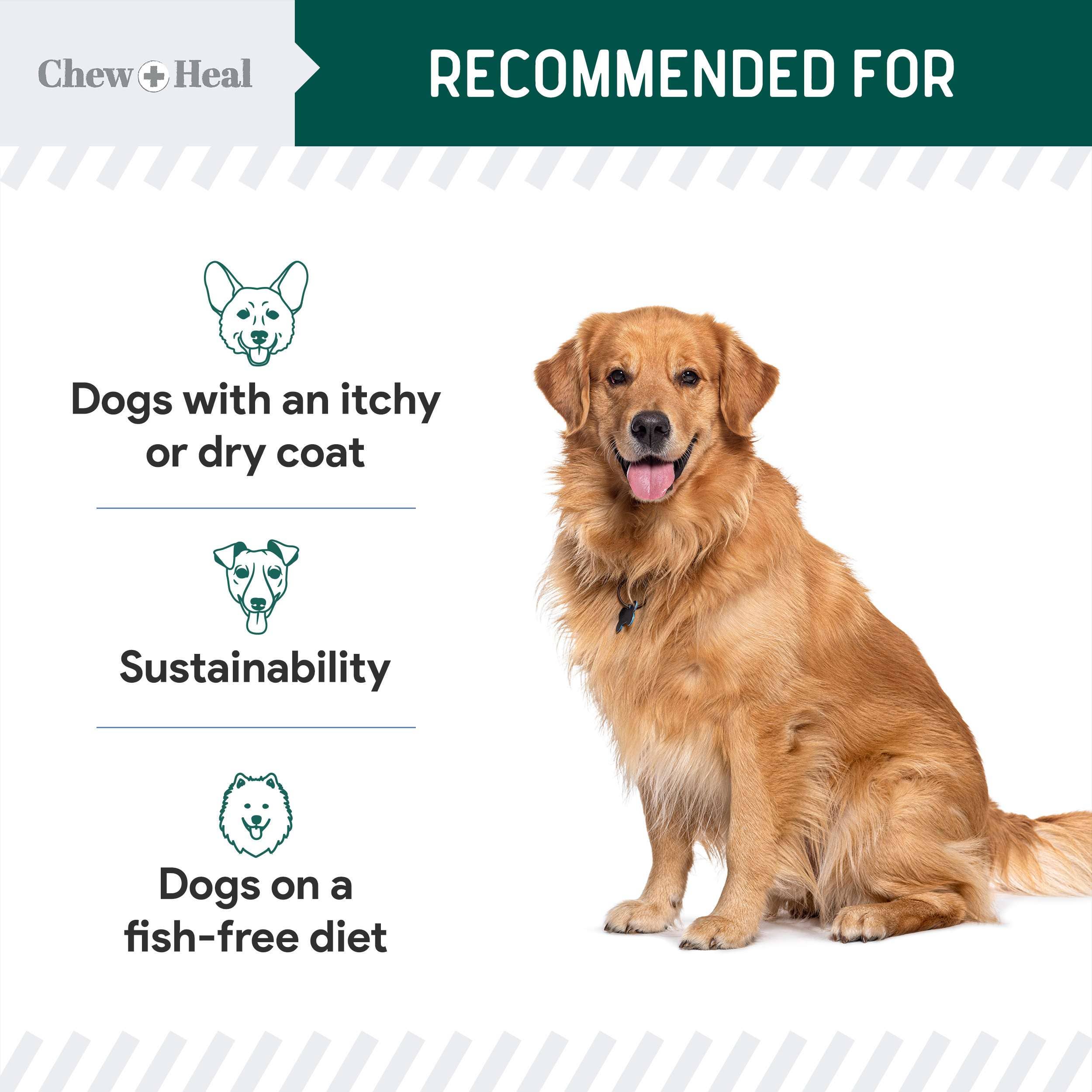 Vegan Omega-3 Skin and Coat Supplement for Dogs with Pump