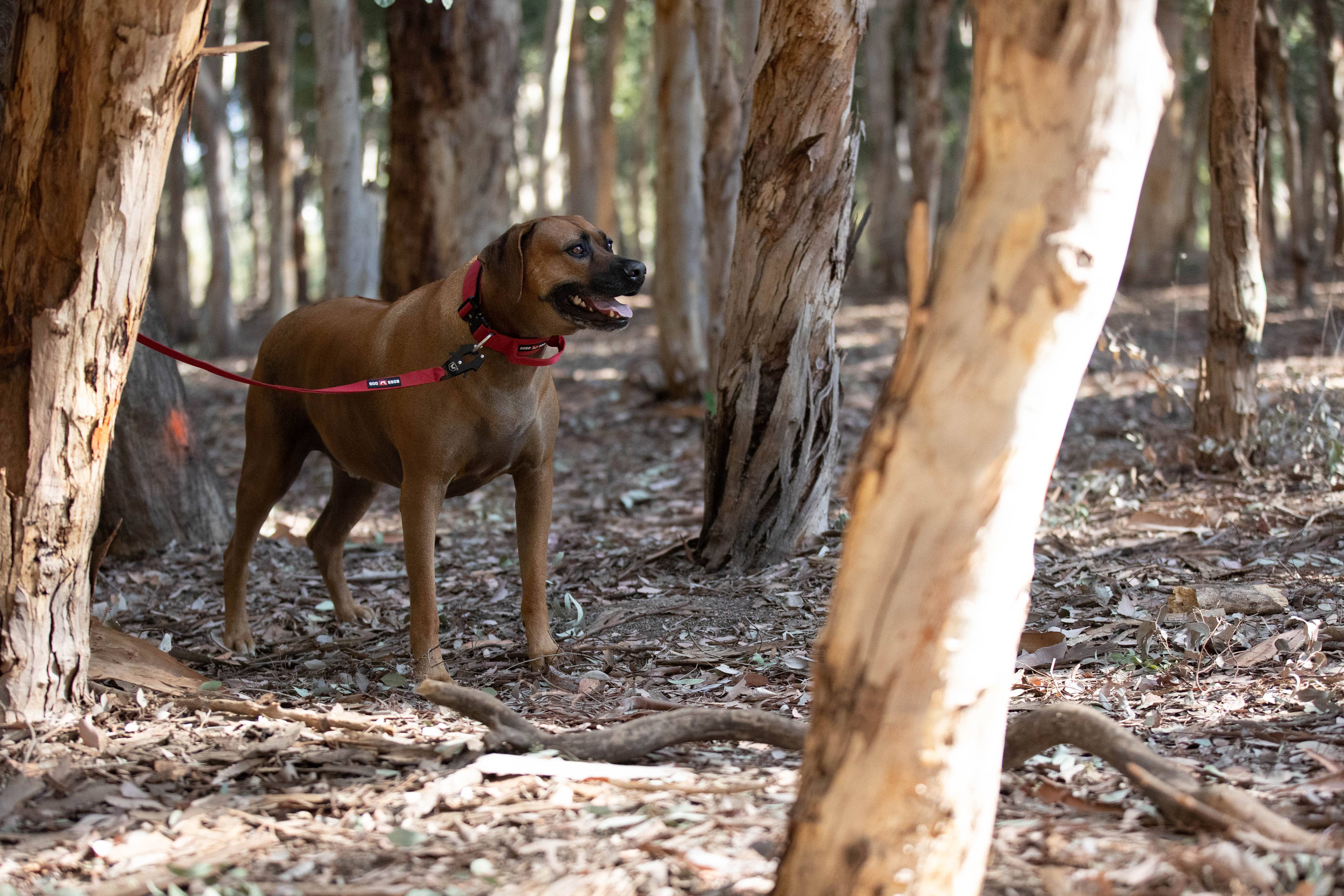 Boss Dog 4FT Unbreakable Leash
