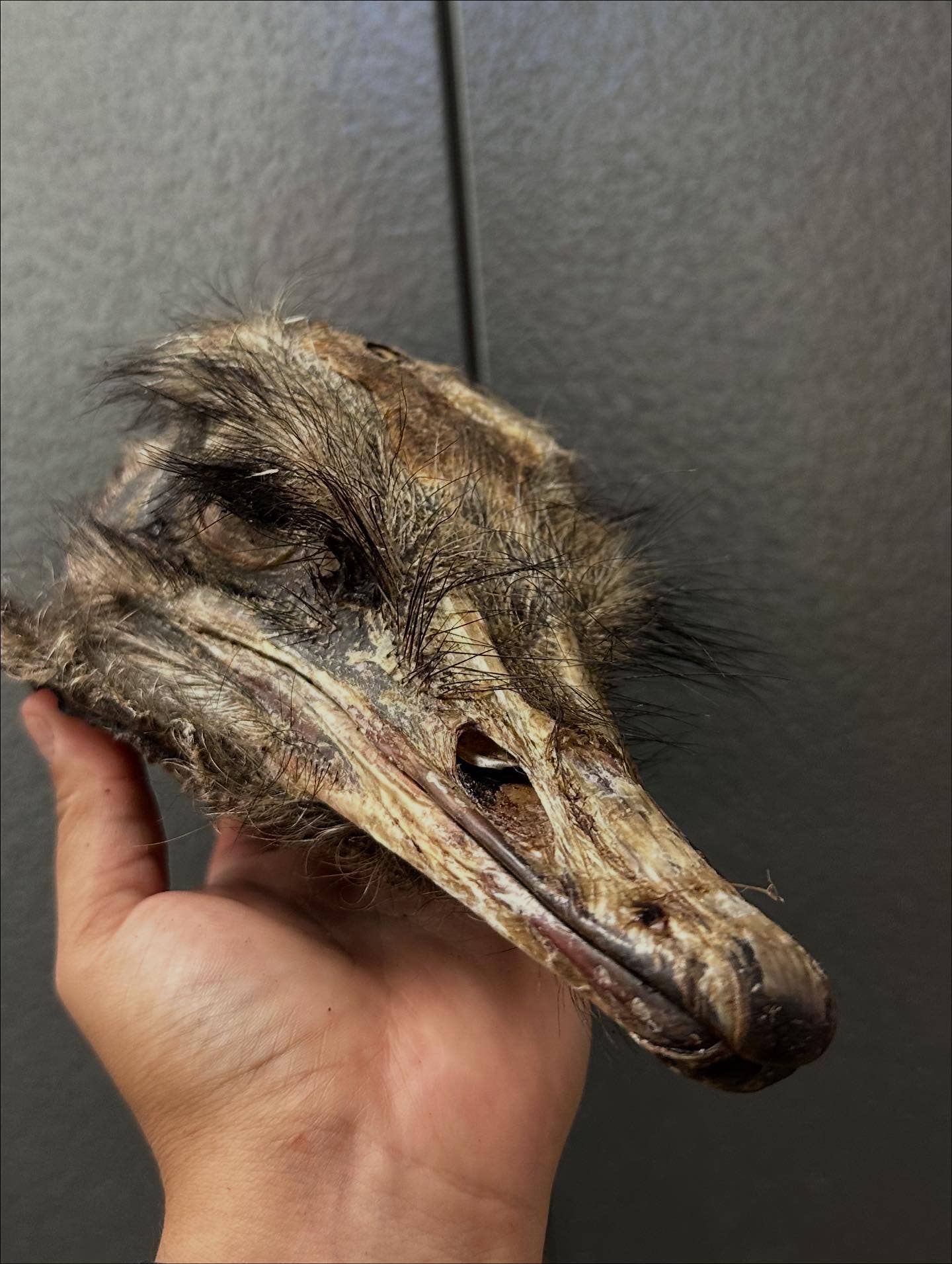 Ostrich head