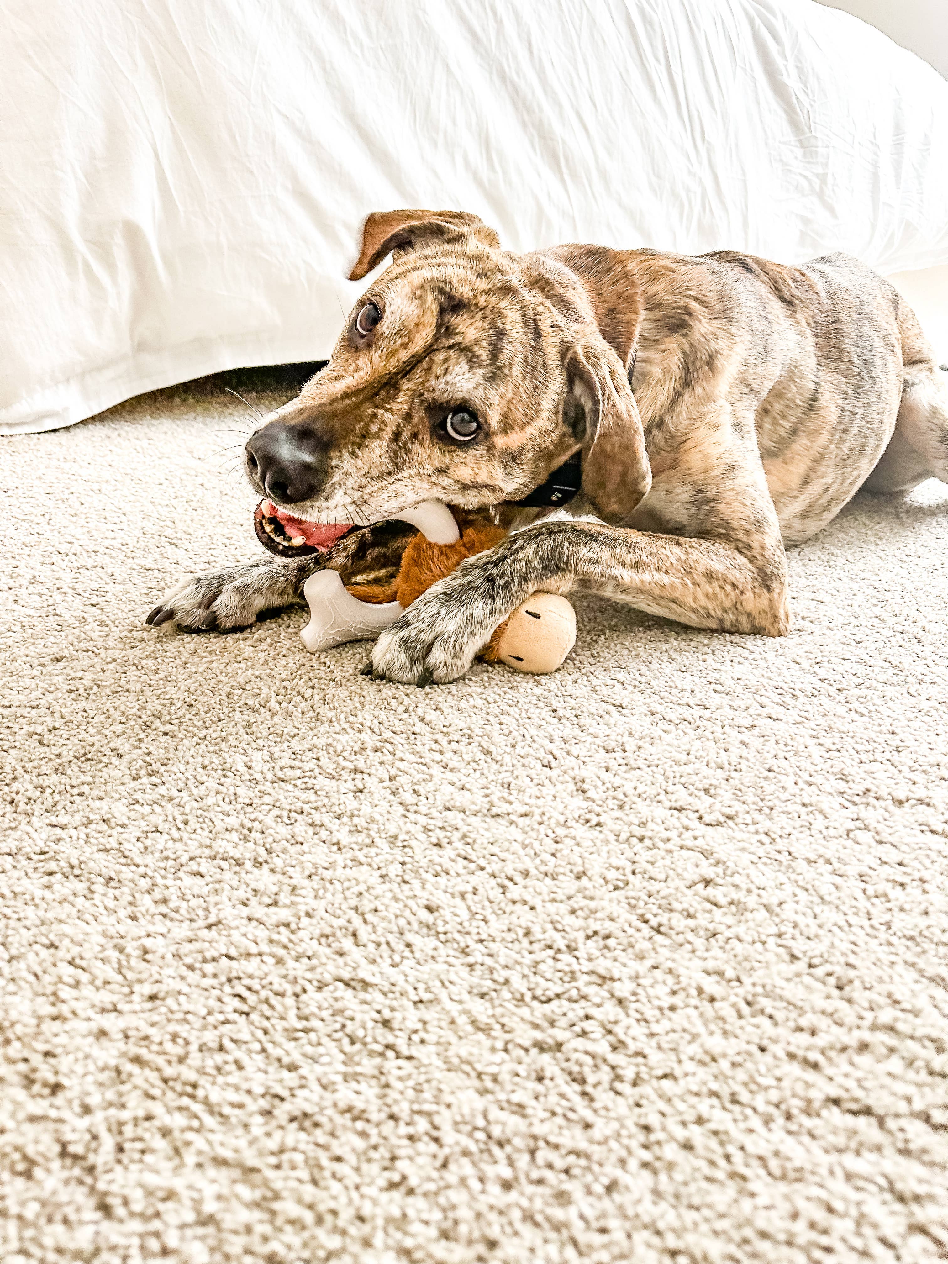 Deer - Knuckle Heads  Spunky Pup