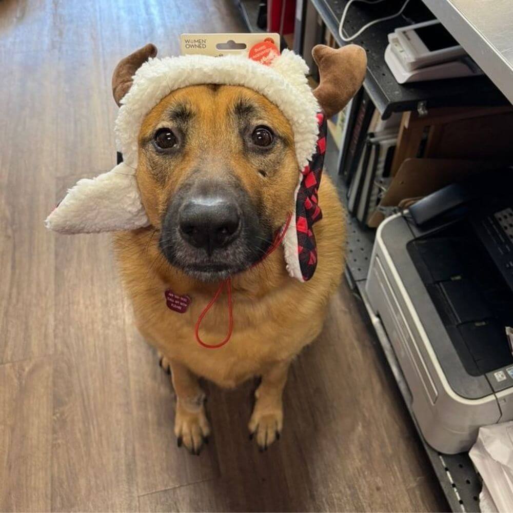 Huxley & Kent Snugfit® Holiday Dog Hat - Adjustable - Buffalo Check with Antlers