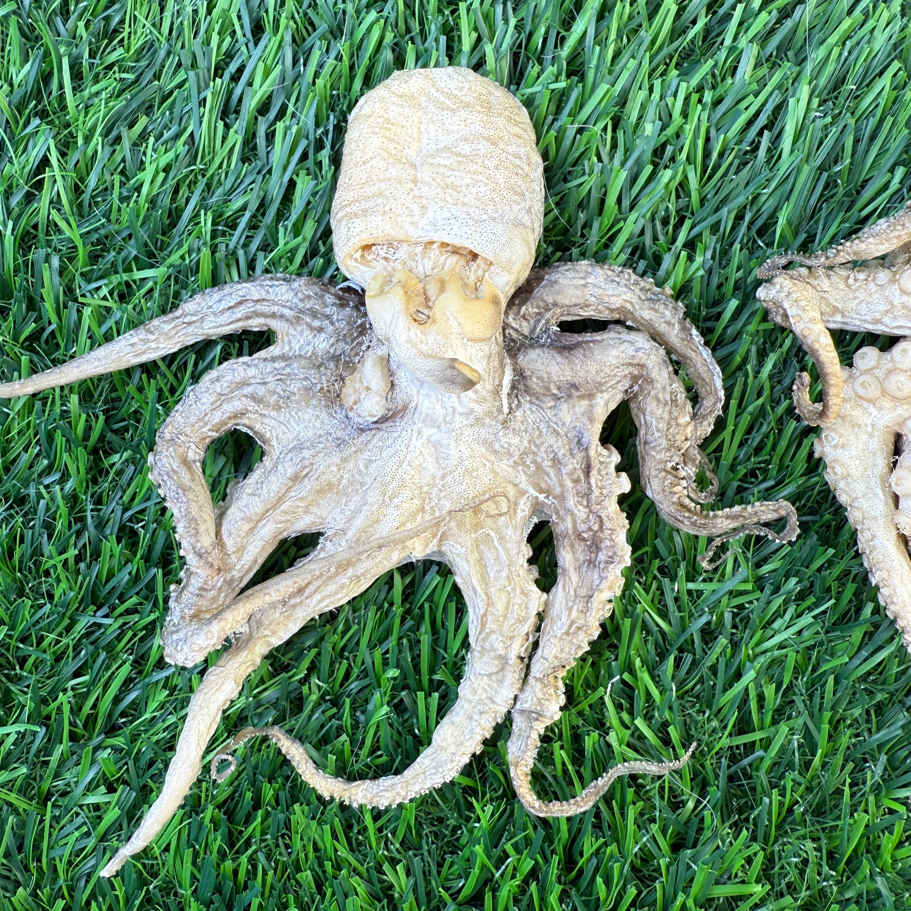 Baby Octopus - Freeze Dried Treats for Dogs & Cat