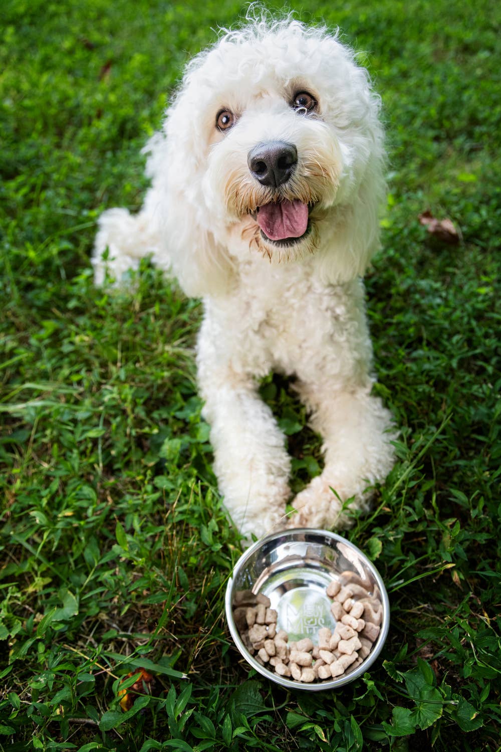 Messy Mutts Stainless Steel Bowl Medium 1.5 Cups