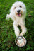 Messy Mutts Stainless Steel Bowl Medium 1.5 Cups