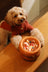Soufflé Pet Bowl - Amber Orange