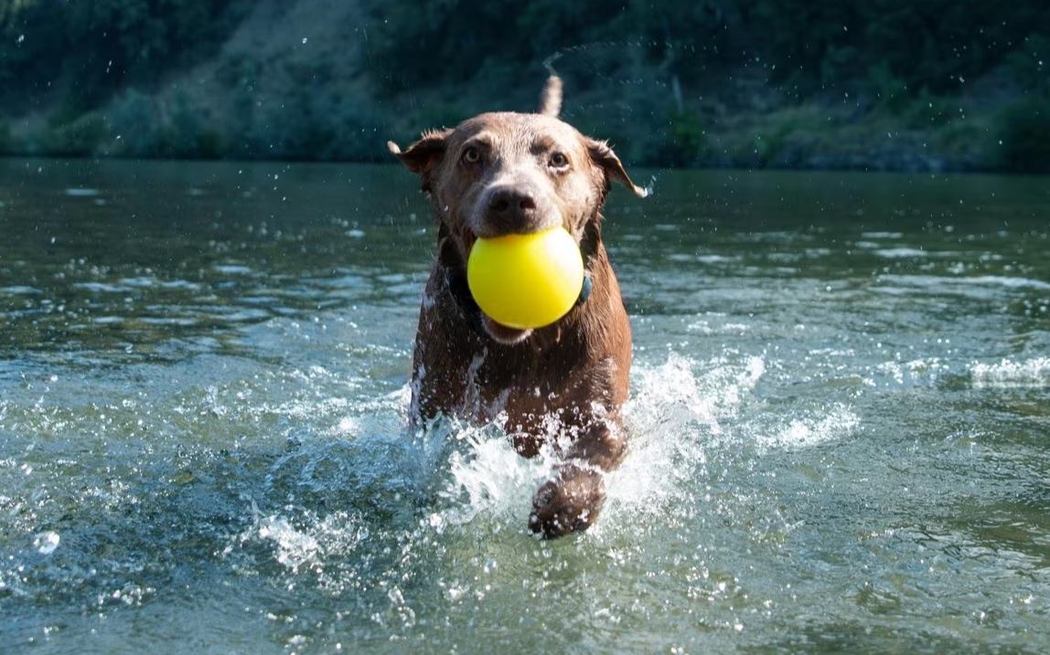 Ruff Dawg BALL XXL Lifetime Guaranteed