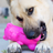 RUFF DAWG GUMMY BEAR