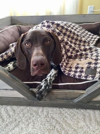 Tall Tails Houndstooth Throw Fleece Blanket 40x60 (Large)