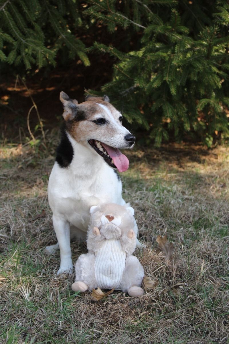 Animated Squirrel Toy - Tall Tails