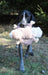 Flying Squirrel Dog Toy - Tall Tails