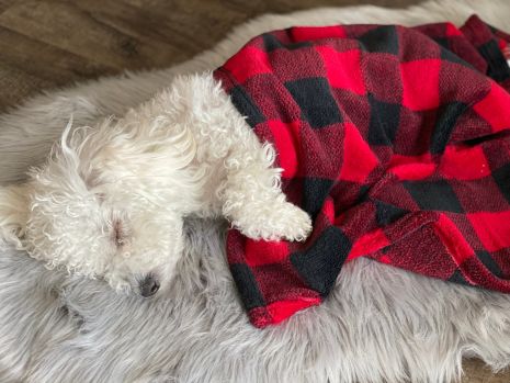 Tall Tails Blanket - Hunters Plaid