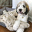 Tall Tails Waterproof Dream Chaser Blanket