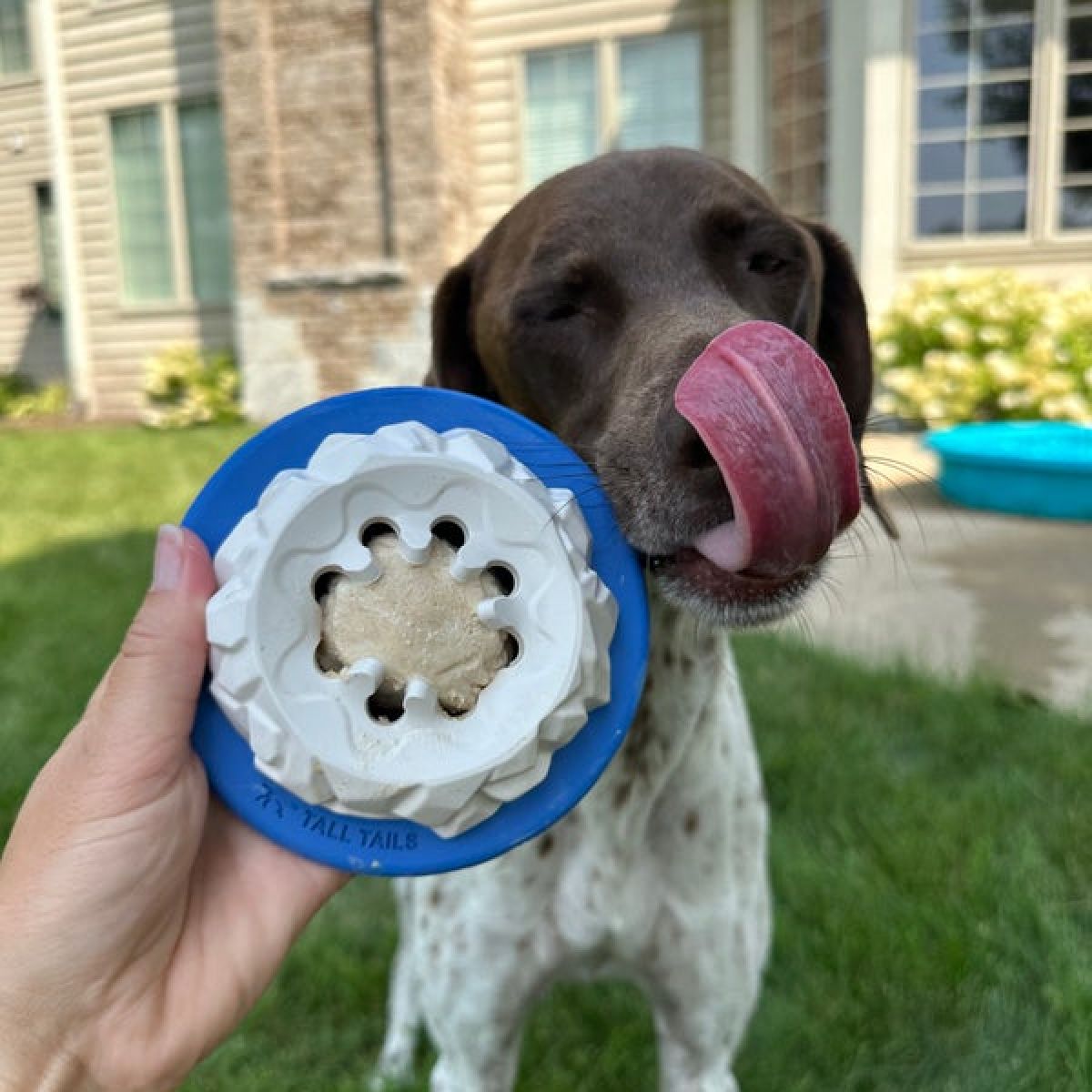 Natural Rubber Polar Freezable Reward Dog Toy