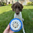 Natural Rubber Polar Freezable Reward Dog Toy