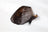 Water Buffalo Ears with Hair
