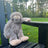 Stuffless Big Foot with Squeaker