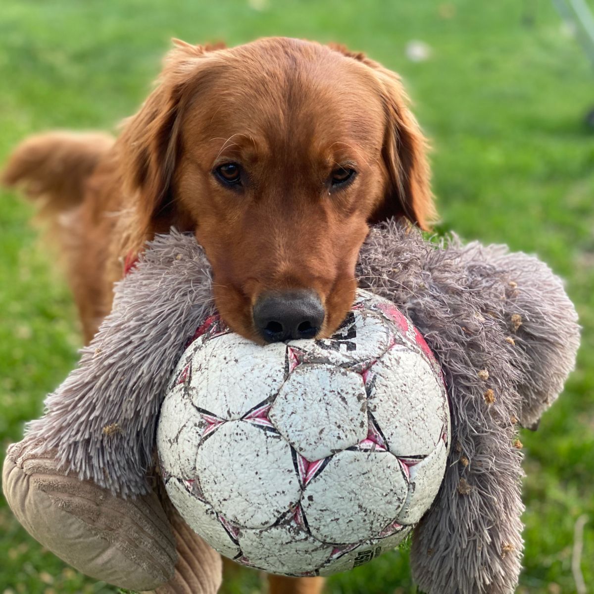 Stuffless Big Foot with Squeaker