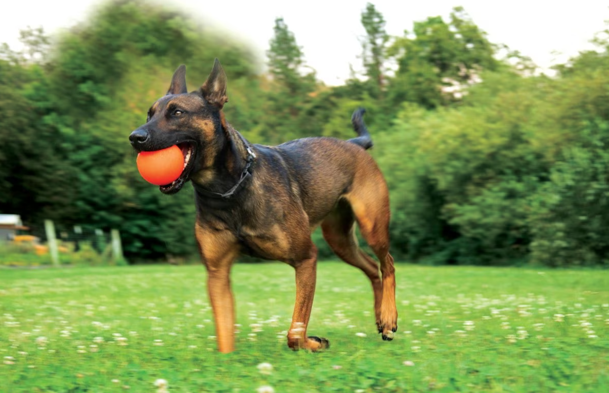 Ruff Dawg BALL XXL Lifetime Guaranteed