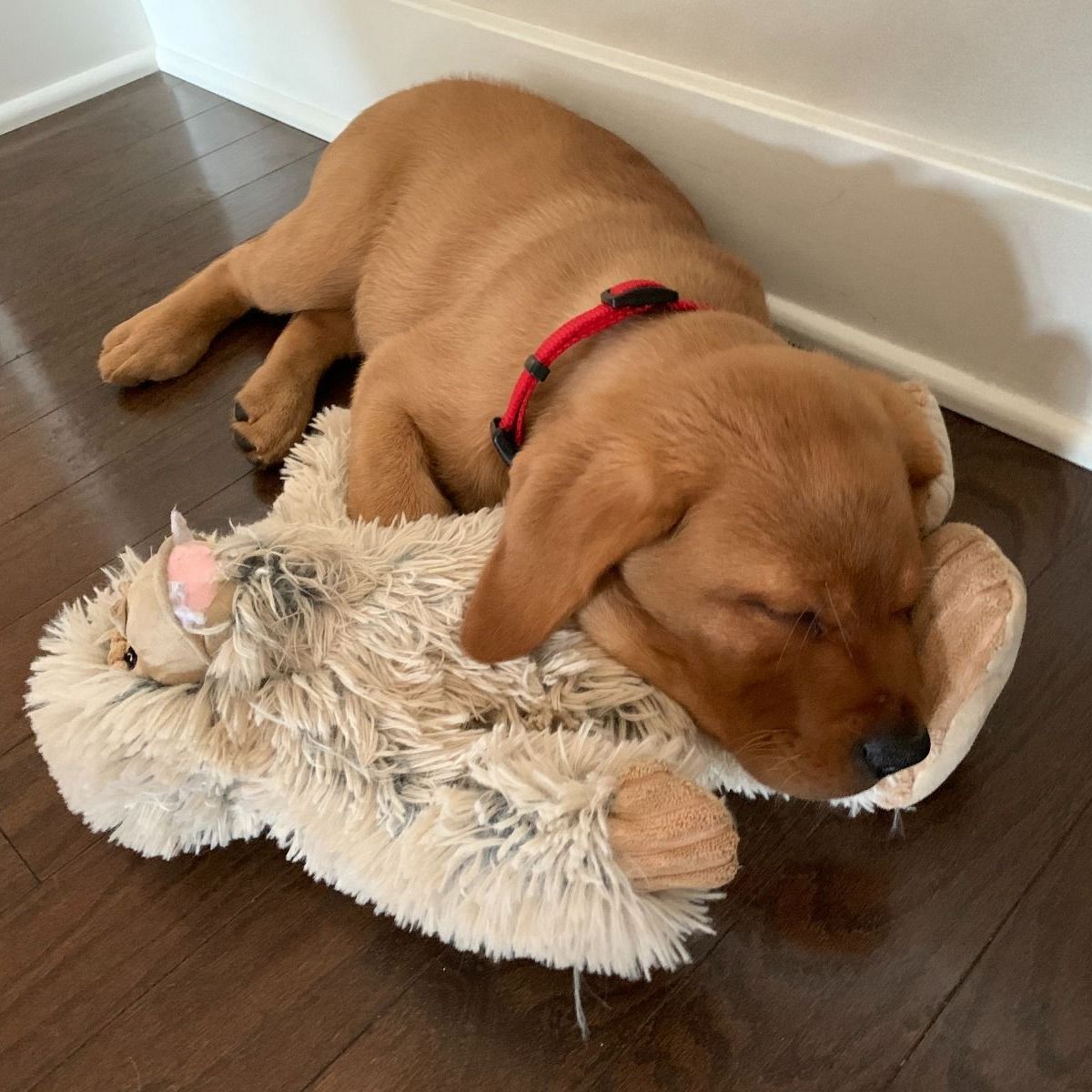 Yeti with Squeaker - L